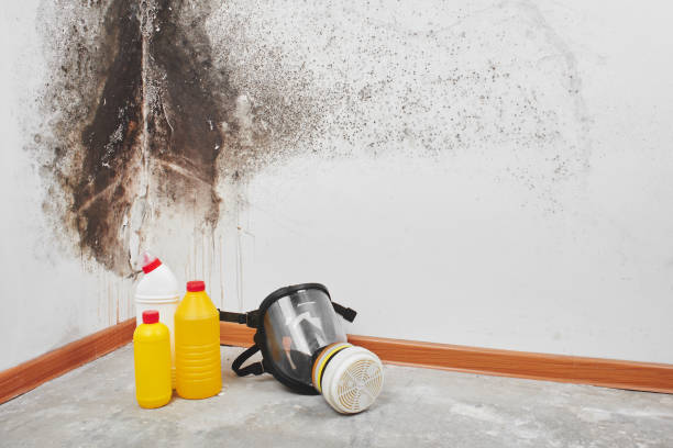 Home Mold Removal in Fort Oglethorpe, GA