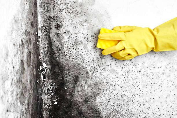 Best Fast Mold Removal  in Fort Oglethorpe, GA