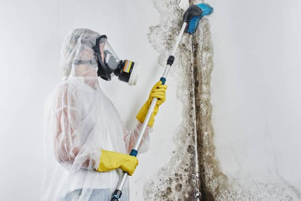 Best Same-Day Mold Removal  in Fort Oglethorpe, GA