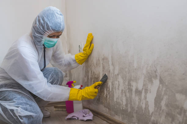Best Commercial Mold Removal  in Fort Oglethorpe, GA