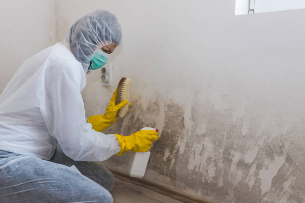 Best Black Mold Removal  in Fort Oglethorpe, GA