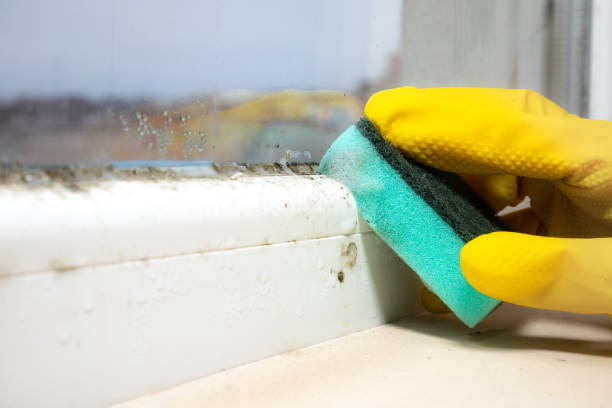 Best Office Mold Removal Services  in Fort Oglethorpe, GA