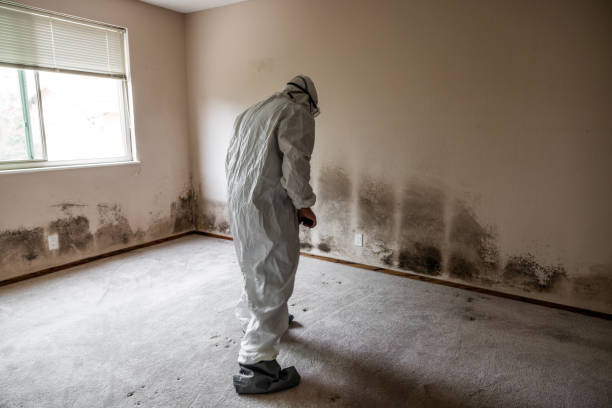 Best Same-Day Mold Removal  in Fort Oglethorpe, GA