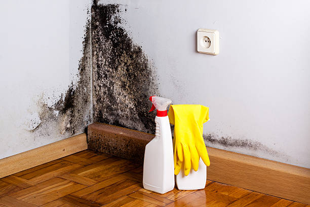 Best Mold Testing  in Fort Oglethorpe, GA