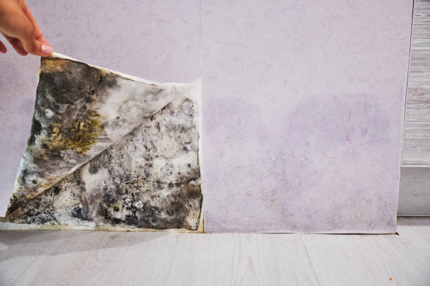 Office Mold Removal Services in Fort Oglethorpe, GA